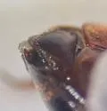 Peltodytes oppositus - photo 3