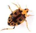 Peltodytes pedunculatus