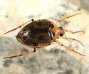 Peltodytes pedunculatus - photo 2