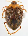 Peltodytes roughleyi