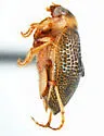 Peltodytes roughleyi - photo 2