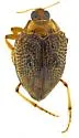 Peltodytes roughleyi - photo 3