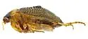 Peltodytes roughleyi - photo 4