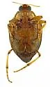Peltodytes roughleyi - photo 5
