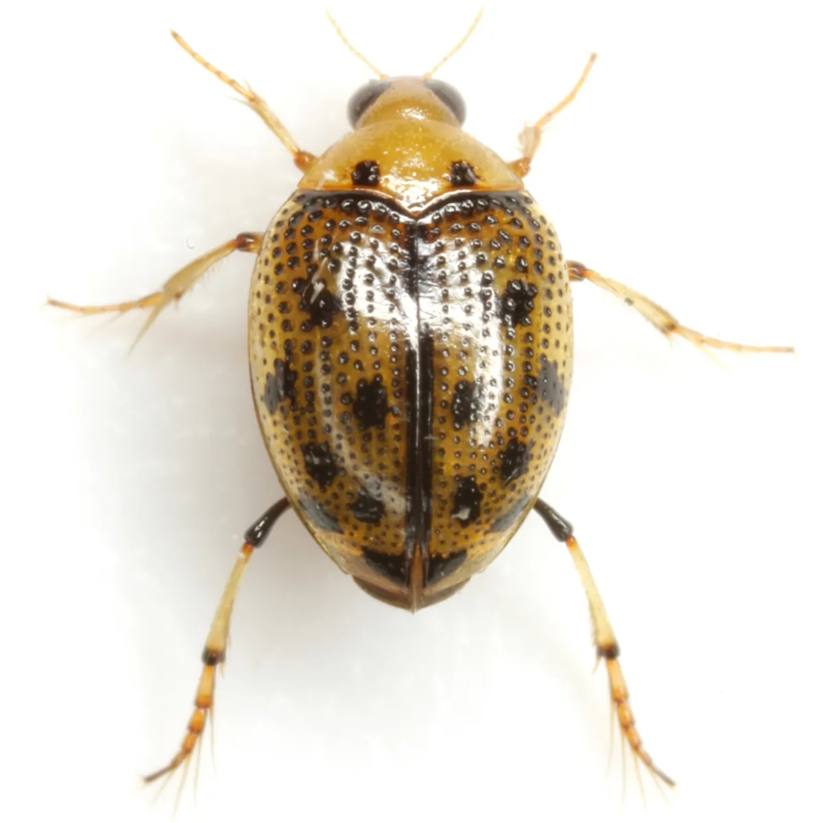 Peltodytes sexmaculatus
