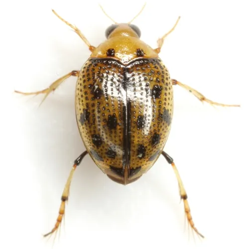 Peltodytes sexmaculatus - photo 3
