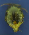 Peltodytes shermani