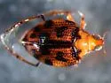 Peltodytes shermani - photo 2