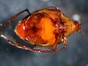 Peltodytes shermani - photo 3
