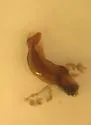 Peltodytes shermani - photo 4