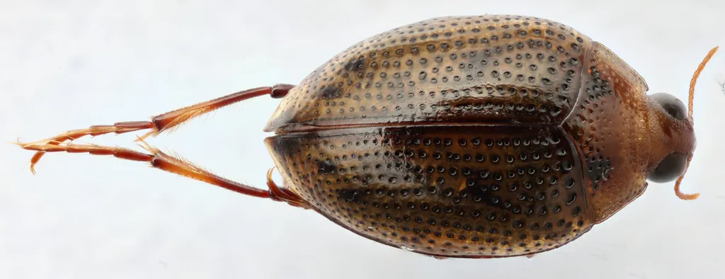Peltodytes simplex