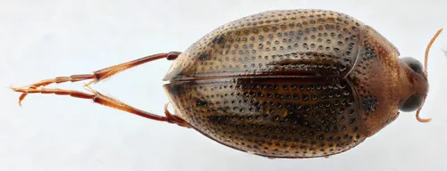 Peltodytes simplex - photo 2