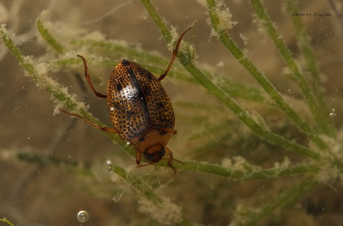 Peltodytes sinensis - photo 3
