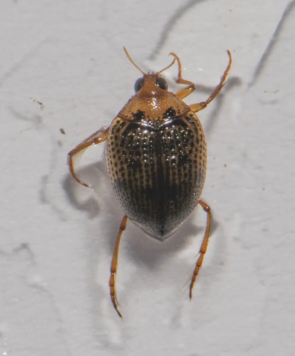 Peltodytes tortulosus - photo 2