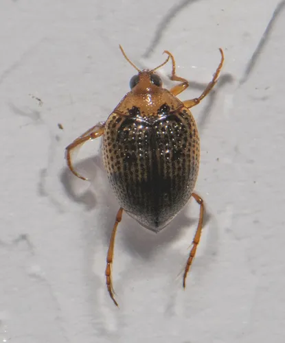 Peltodytes tortulosus - photo 3