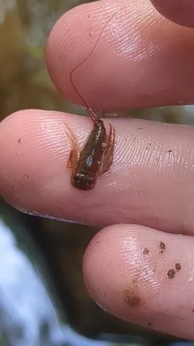 Appalachian Roachfly - Peltoperla arcuata