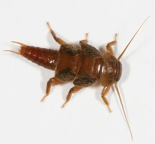 Roach-like Stoneflies - photo 3