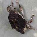 Peltophorus adustus