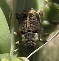 Peltophorus adustus - photo 2