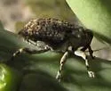 Peltophorus adustus - photo 3