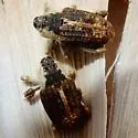 Peltophorus adustus - photo 4