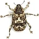 Peltophorus polymitus - photo 2