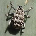 Peltophorus polymitus - photo 3