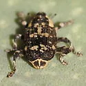 Peltophorus polymitus - photo 4