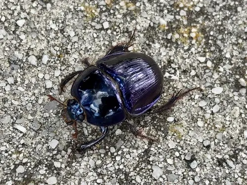 Florida Deepdigger Scarab