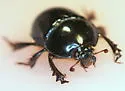 Young's Deepdigger Scarab