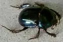 Young's Deepdigger Scarab - photo 2