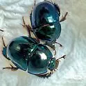 Young's Deepdigger Scarab - photo 3