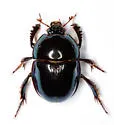 Young's Deepdigger Scarab - photo 4