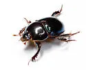 Young's Deepdigger Scarab - photo 5