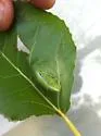 Pemphigus longicornis - photo 2