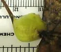 Pemphigus obesinymphae - photo 4