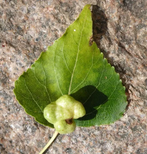 Pemphigus populi