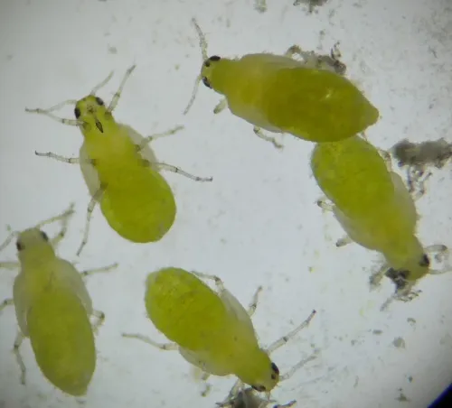 Pemphigus populi - photo 3