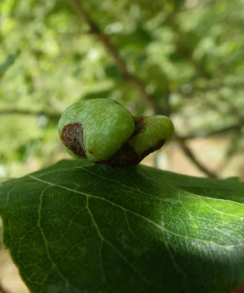 Pemphigus populi - photo 4