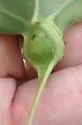 Pemphigus populicaulis - photo 3