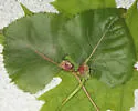 Pemphigus populicaulis - photo 4