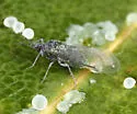 Pemphigus populicaulis - photo 5