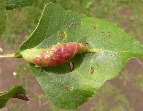 Pemphigus populinigrae agg.