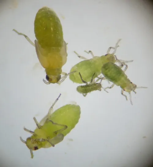 Pemphigus populinigrae agg. - photo 2