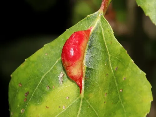 Pemphigus populinigrae agg. - photo 6