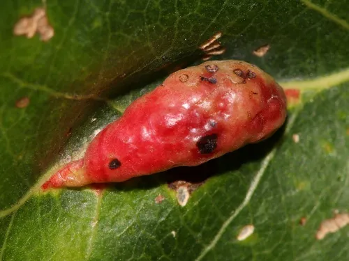 Pemphigus populinigrae agg. - photo 7