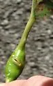 Poplar Petiolegall Aphid