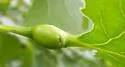 Poplar Petiolegall Aphid - photo 2