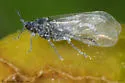 Poplar Petiolegall Aphid - photo 3