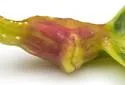 Poplar Petiolegall Aphid - photo 4